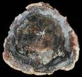 Triassic Petrified Wood Round - Madagascar #58821-1